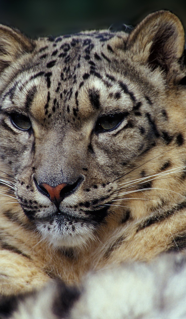 Суровый взгляд дикой кошки