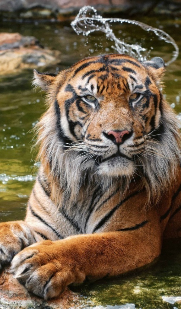 Суматранский тигр в воде