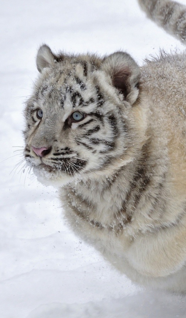 Голубоглазый тигренок бежит по снегу