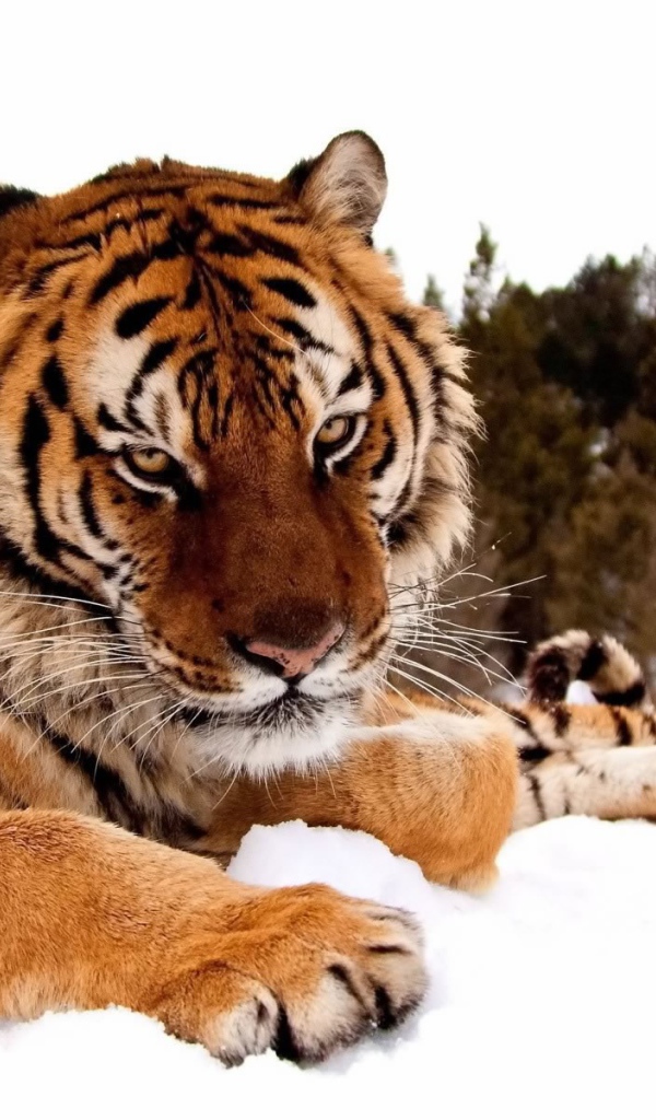 Добродушный тигр лежит на снегу