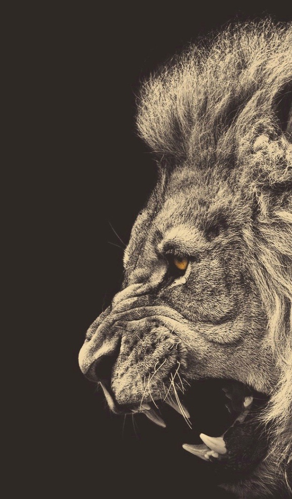 Голова злого льва, серый фон