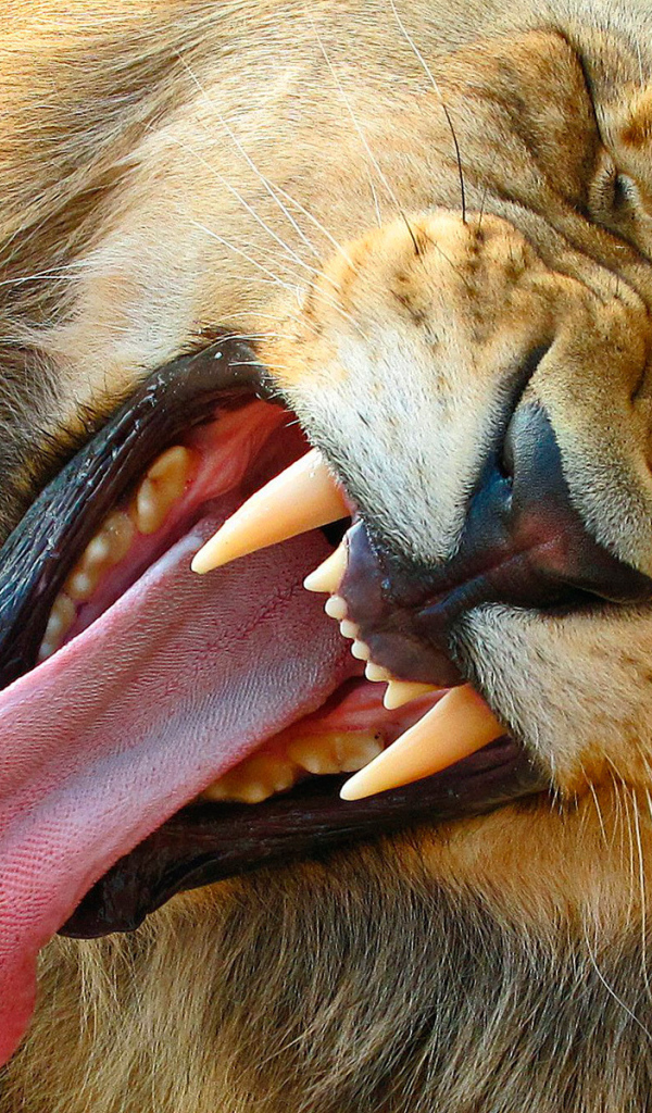 Лев демонстрирует свои клыки