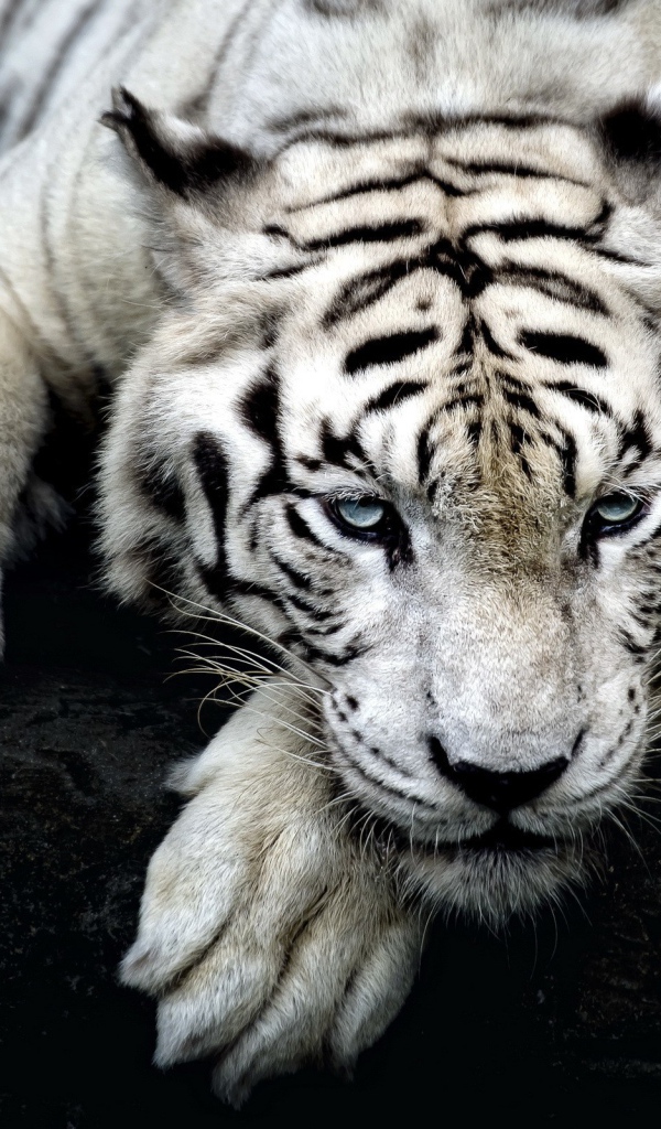 Белый тигр не черном дереве