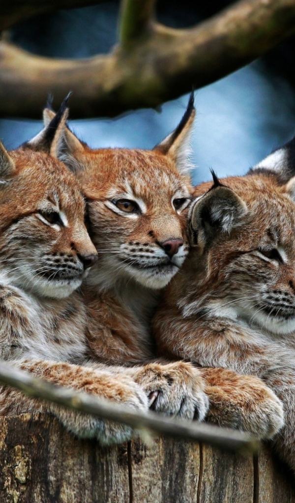 Три рыси под веткой