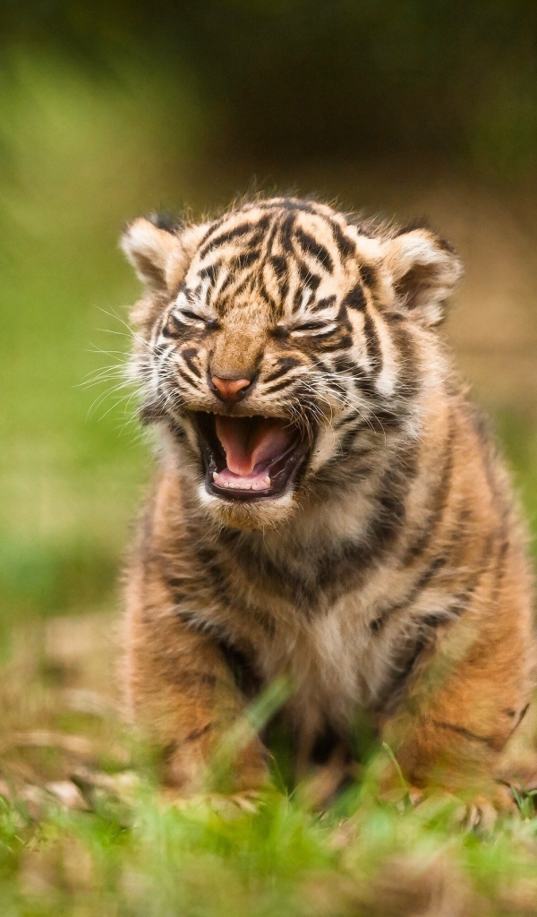 Детеныш тигра зовет родителей
