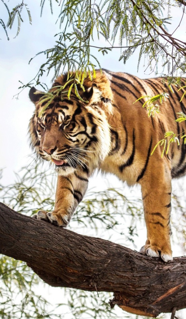 Тигр идет по стволу дерева