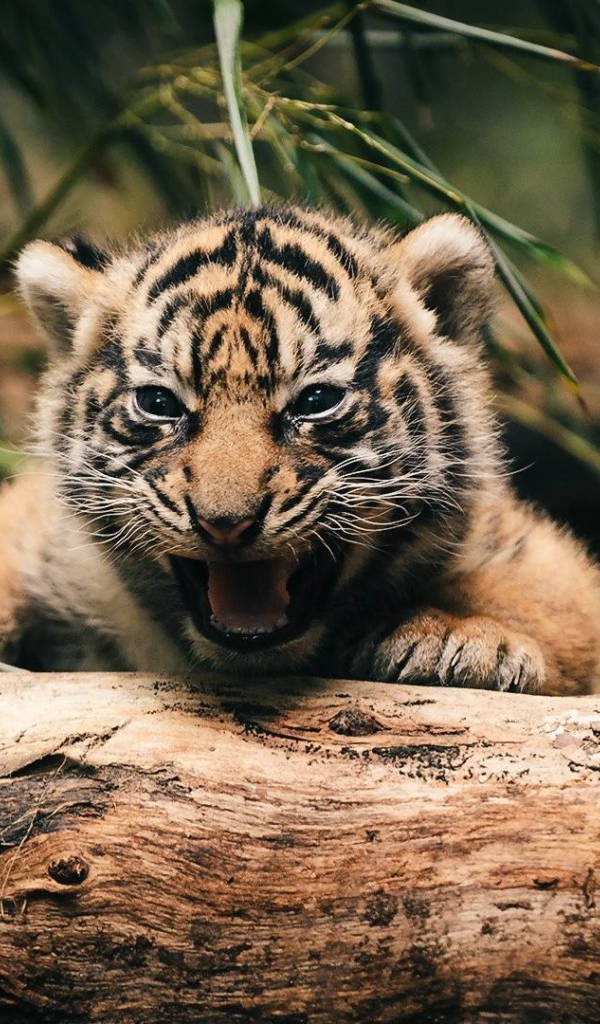 Тигренок прячется за деревом