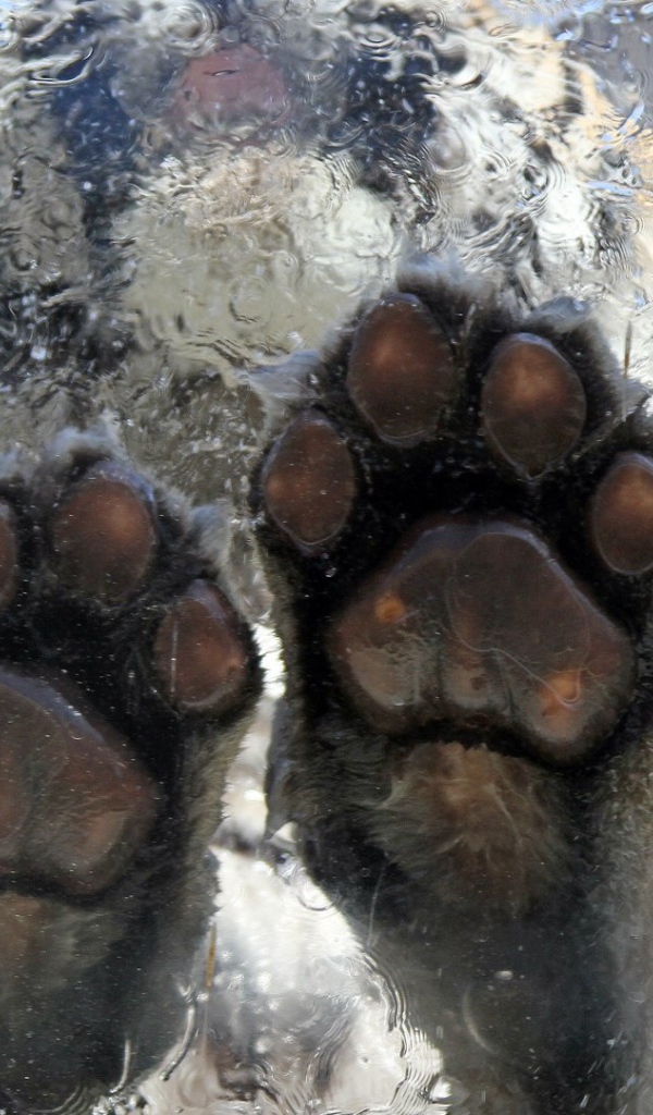 Тигр на льду