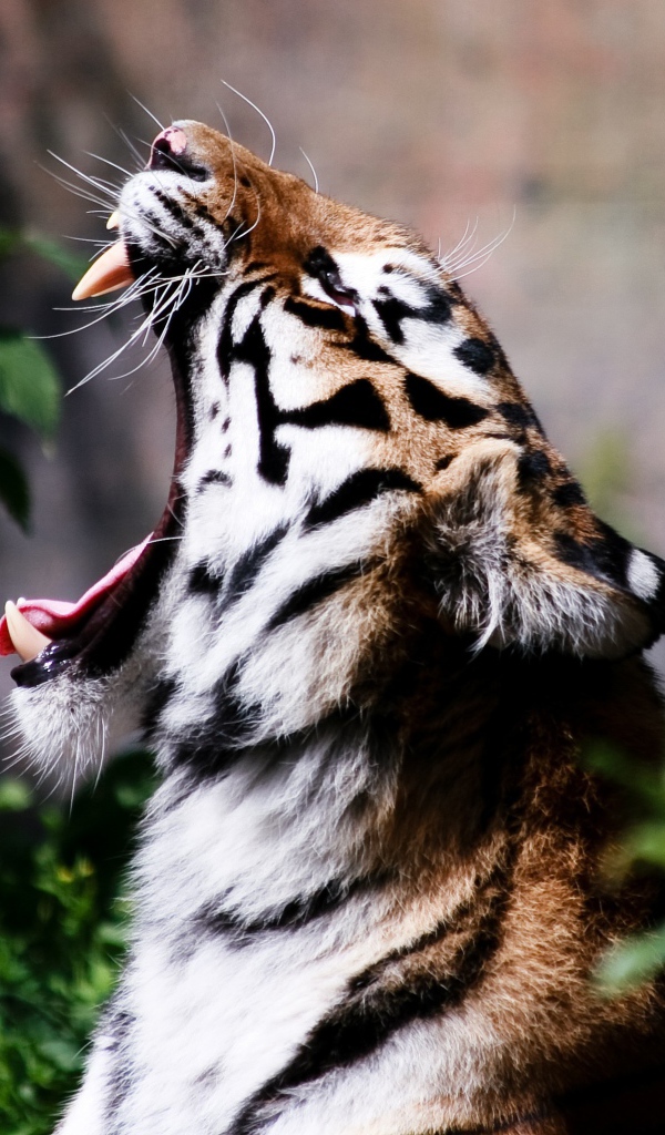 Тигр широко разинул пасть