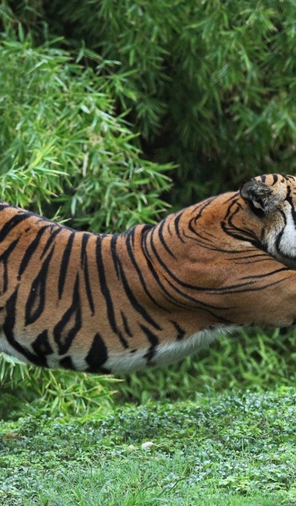 Тигр точит когти