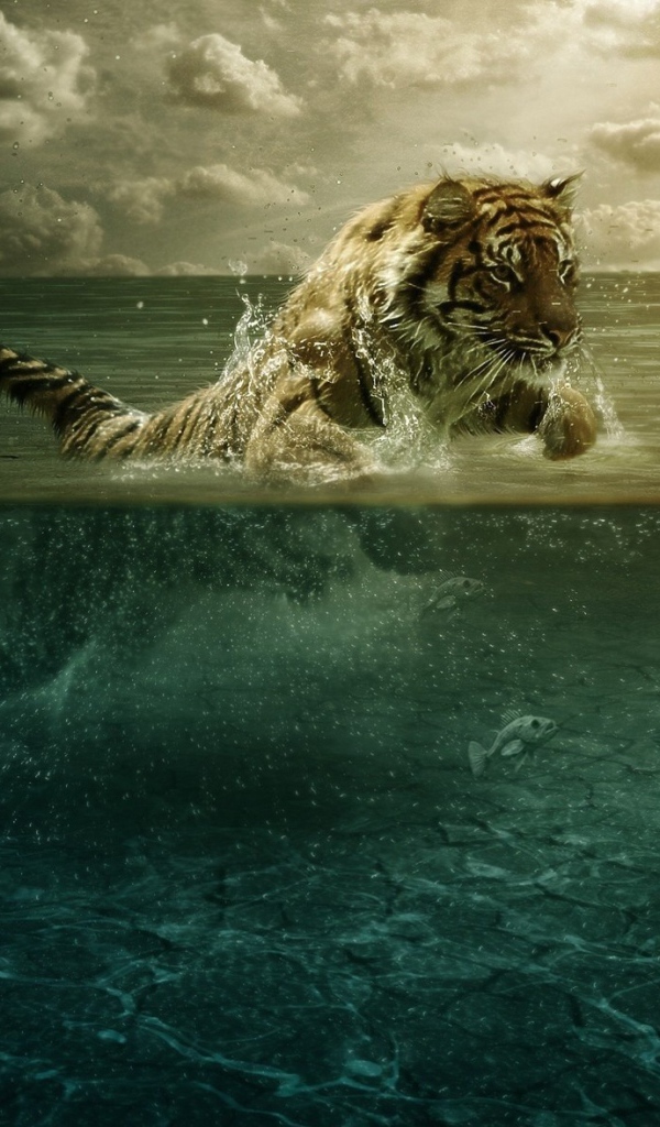 Тигр плывет в воде