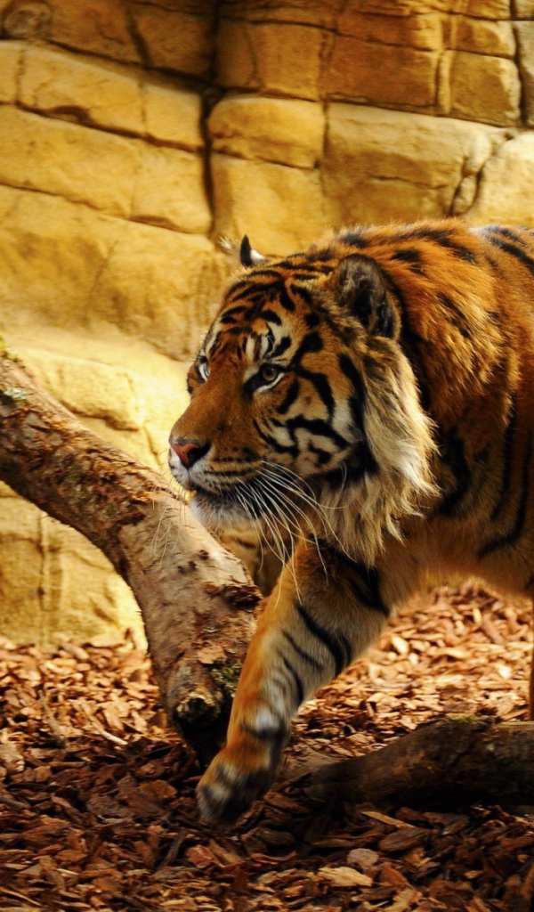 Тигр гуляет по вольеру