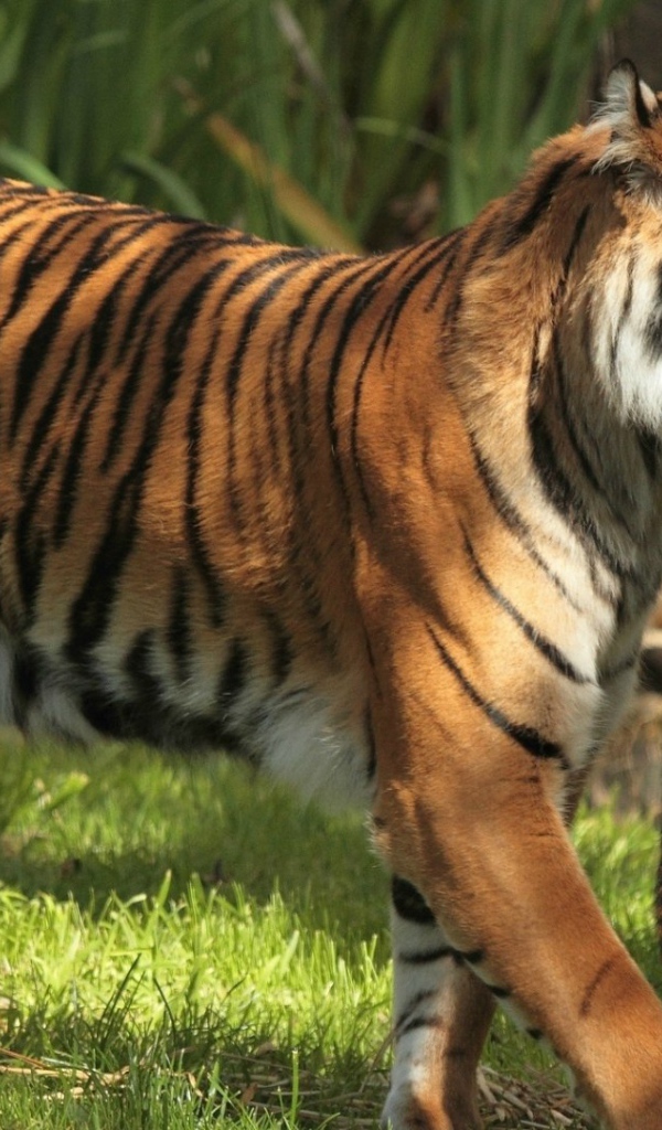 Тигрица держит в зубах тигренка