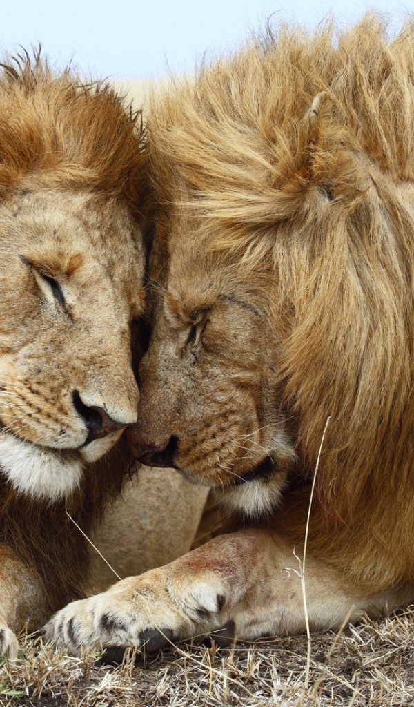 Два брата львы