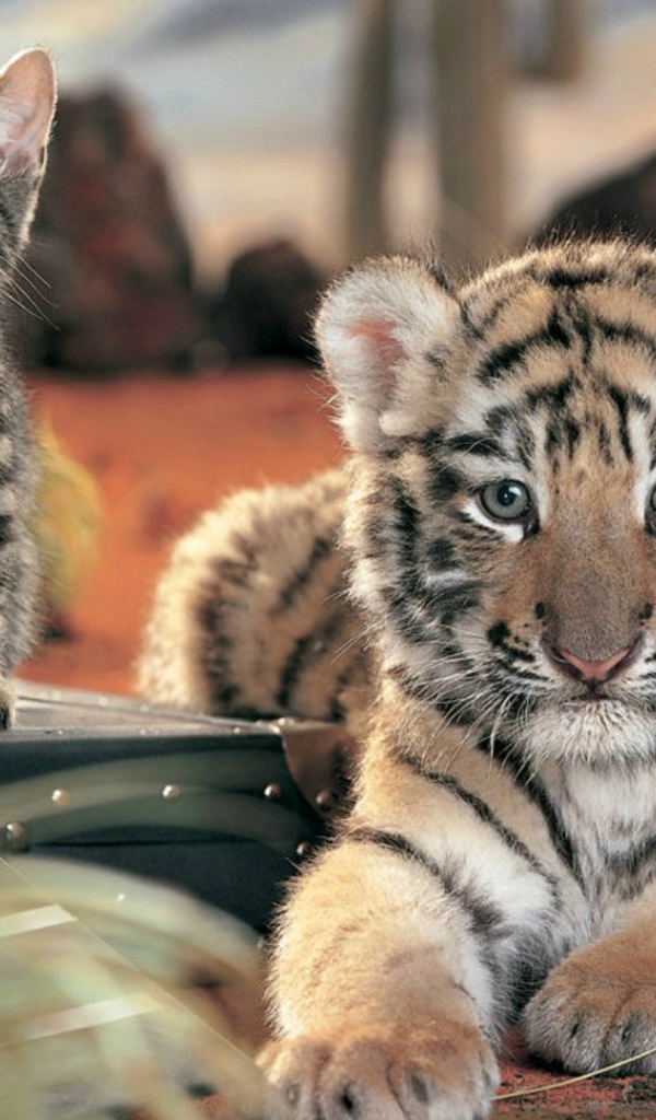 Два дальних родственника