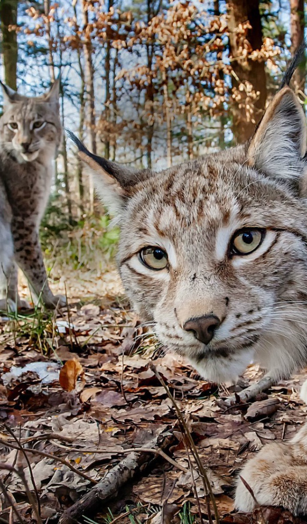 Две рыси в лесу