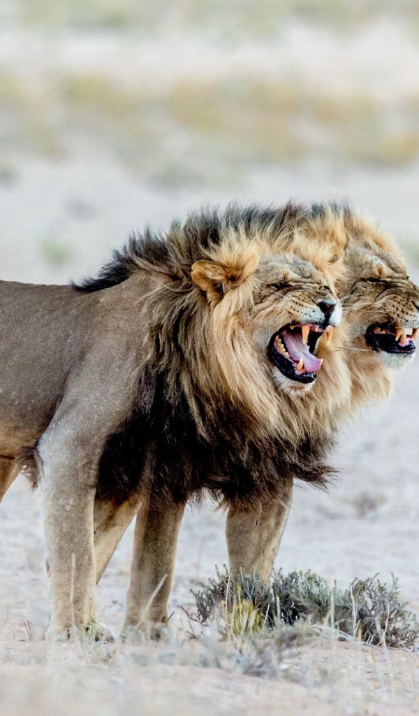 Два старых голодных льва