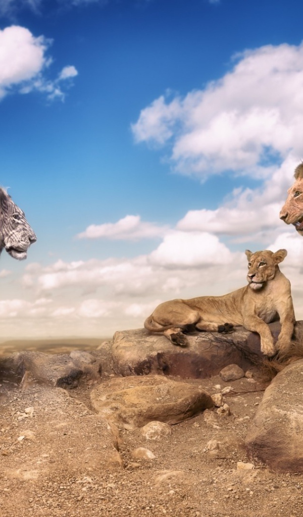 Необычный окрас льва