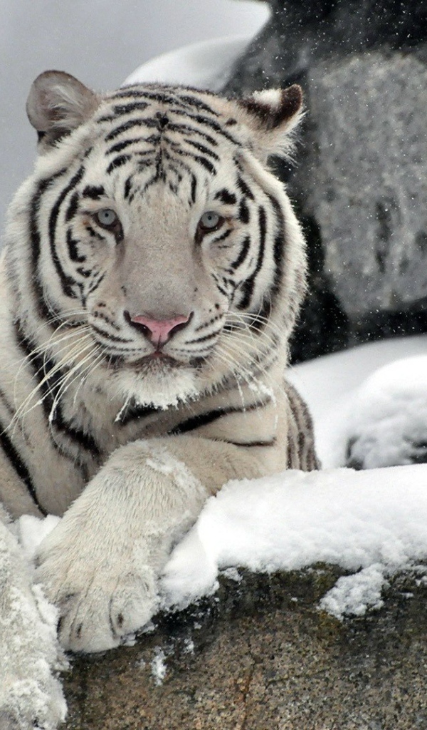 Белый тигр на снегу