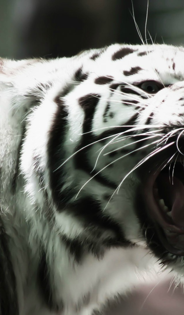 Белый тигр оскалил клыки