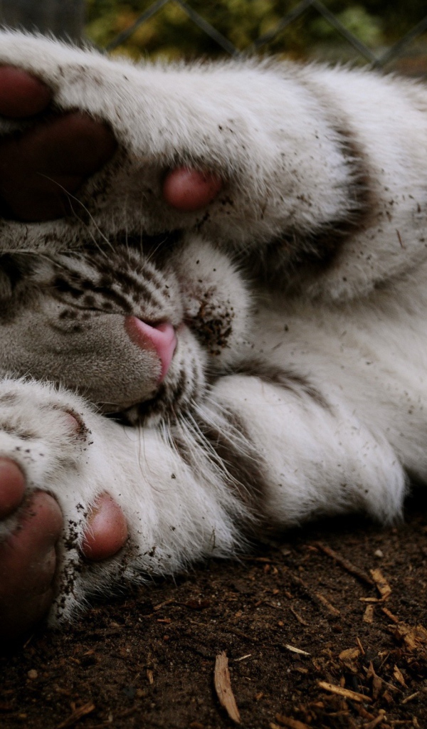 Белый тигренок прикрывает лапами мордочку