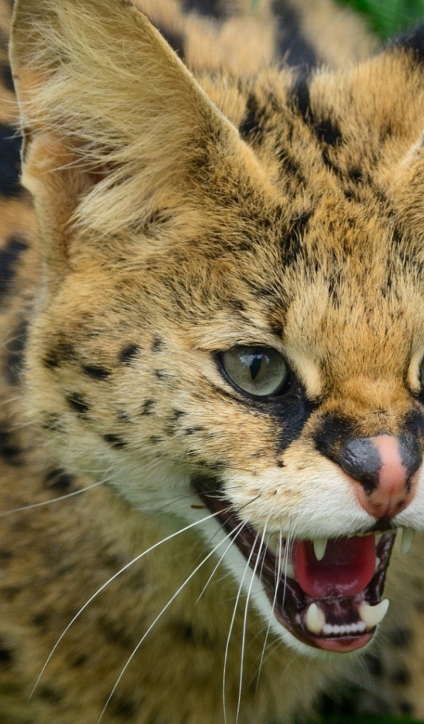 Злая дикая кошка в траве