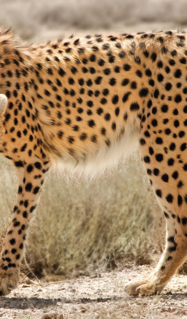 Дикая кошка в Иране