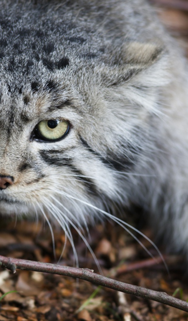 Дикий кот крадется по земле