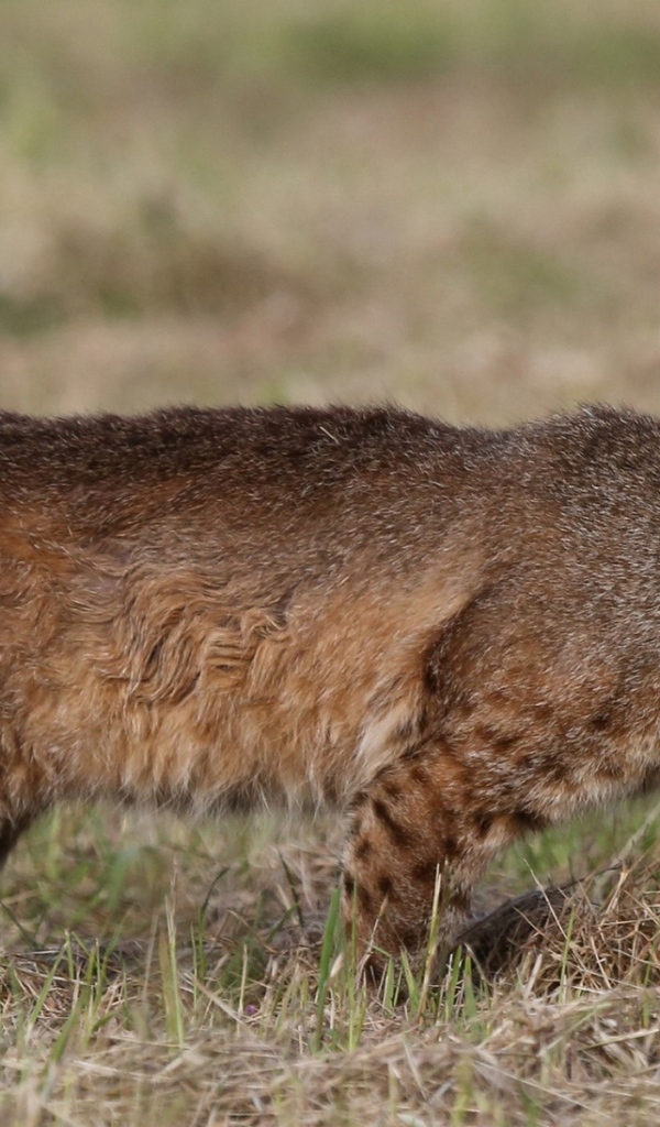 Дикая кошка идет по траве