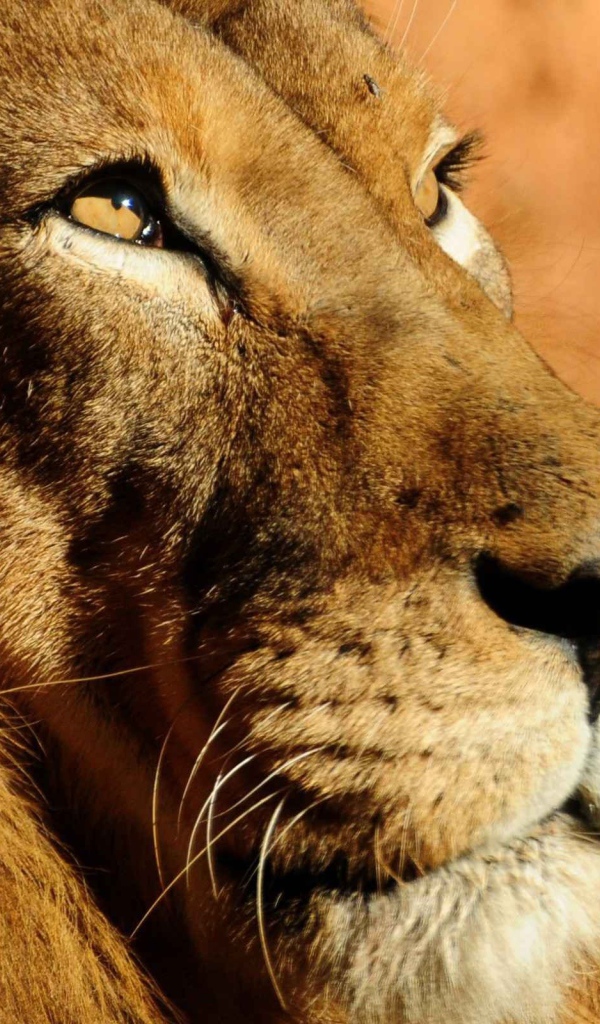 Мудрый лев смотрит вверх