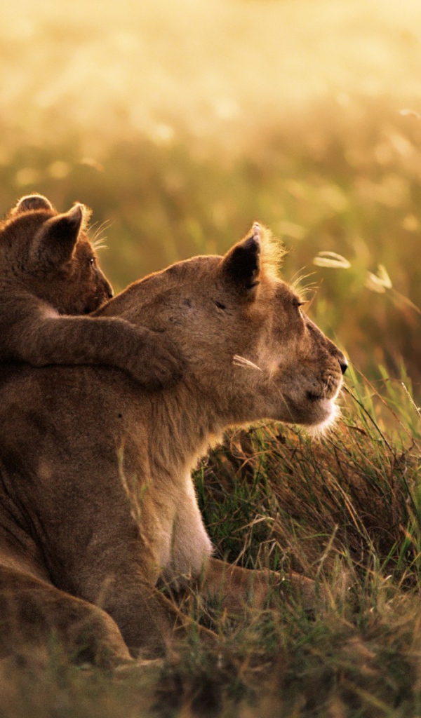 Львенок обнимает свою маму