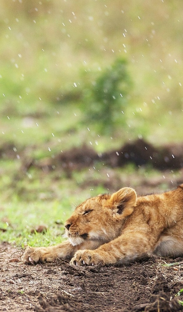 Львенок под дождем