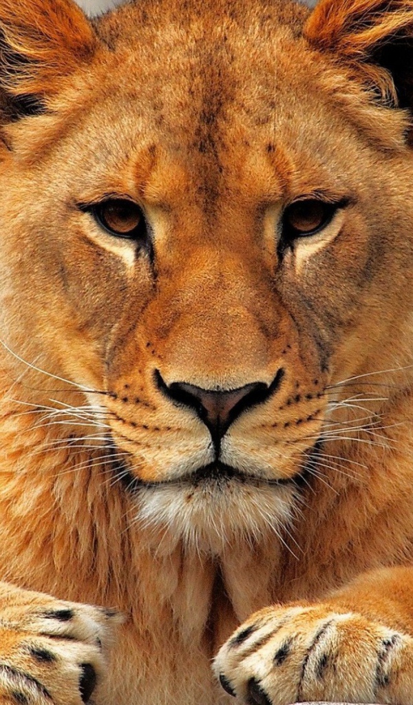 Молодой лев смотрит в камеру