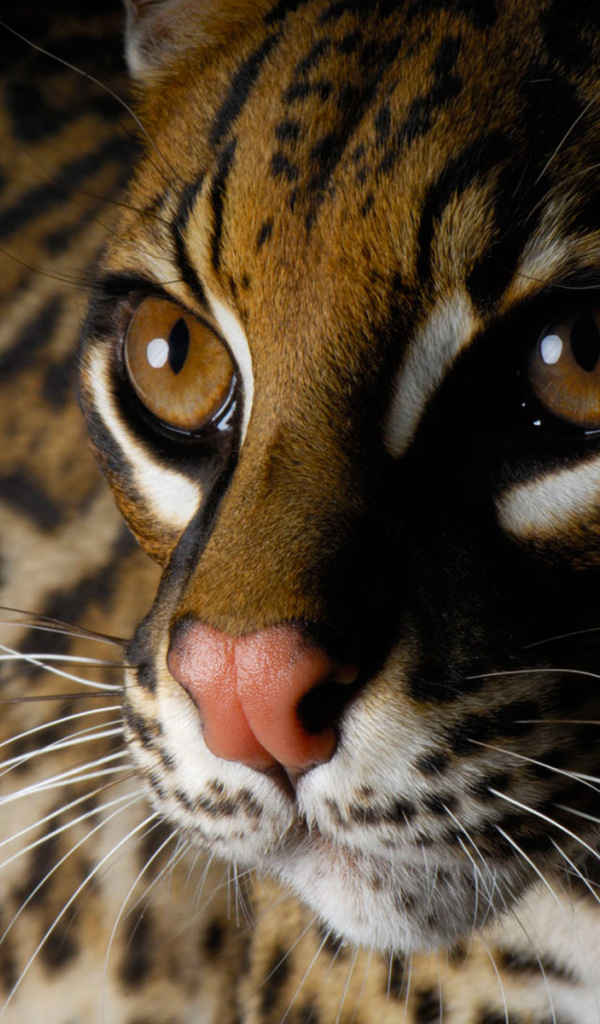 Глаза дикой кошки