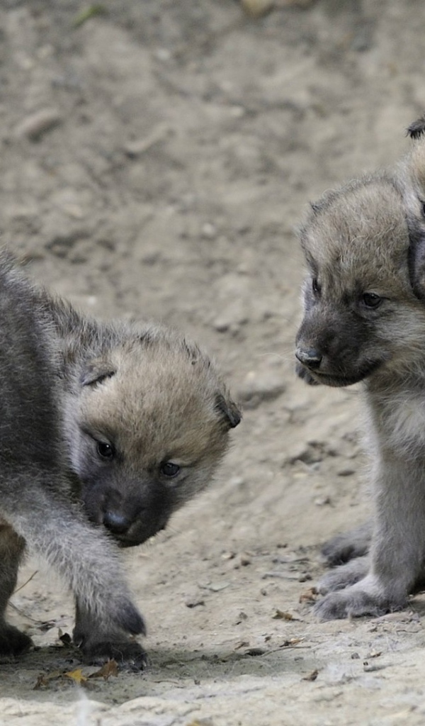 Выводок детей волчат