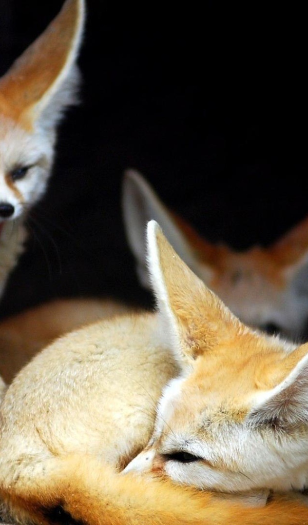 Семья лис породы фенек