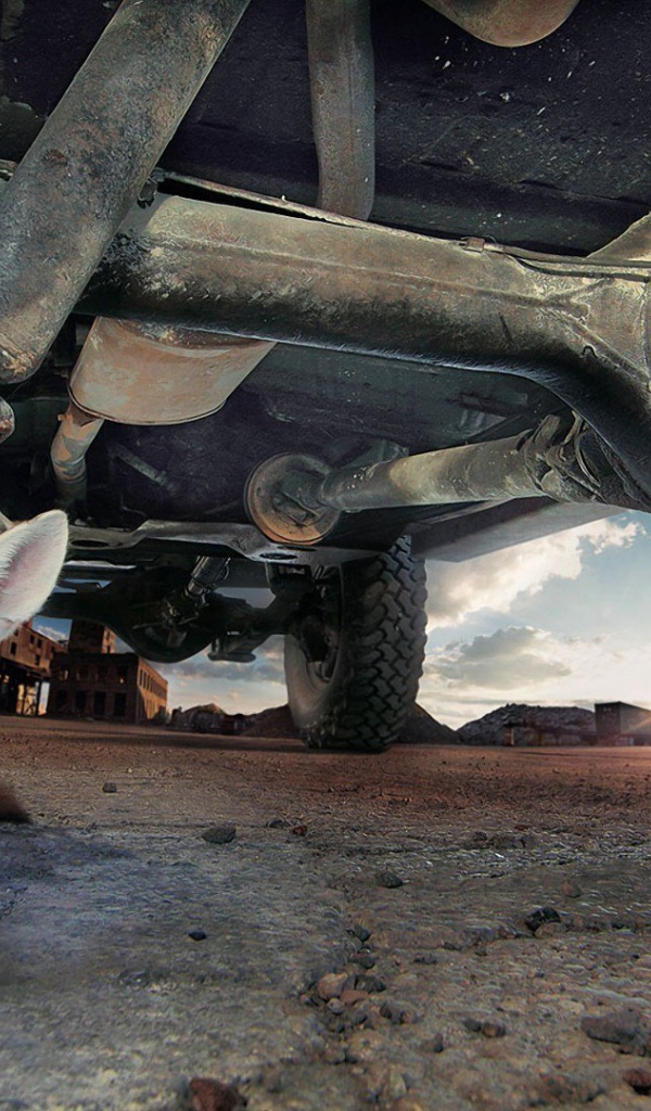 Фенек под автомобилем