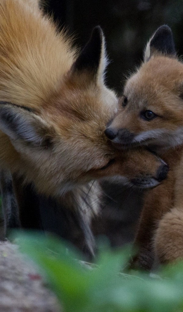 Лиса ухаживает за своим детенышем