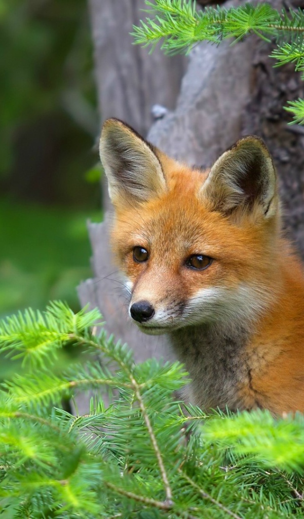 Лиса в хвойных зарослях