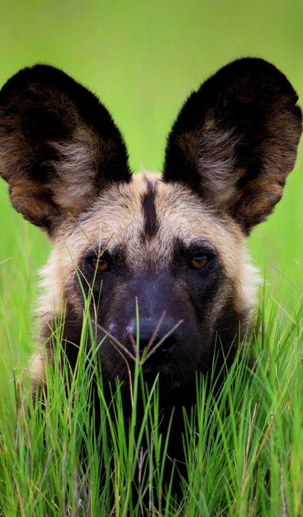 Гиена с большими ушами