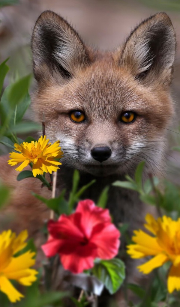 Маленький лисенок в цветнике