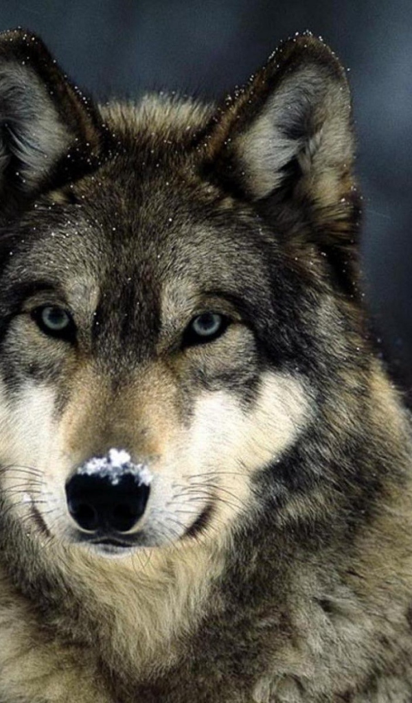 Мелкие снежинки на шерсти волка