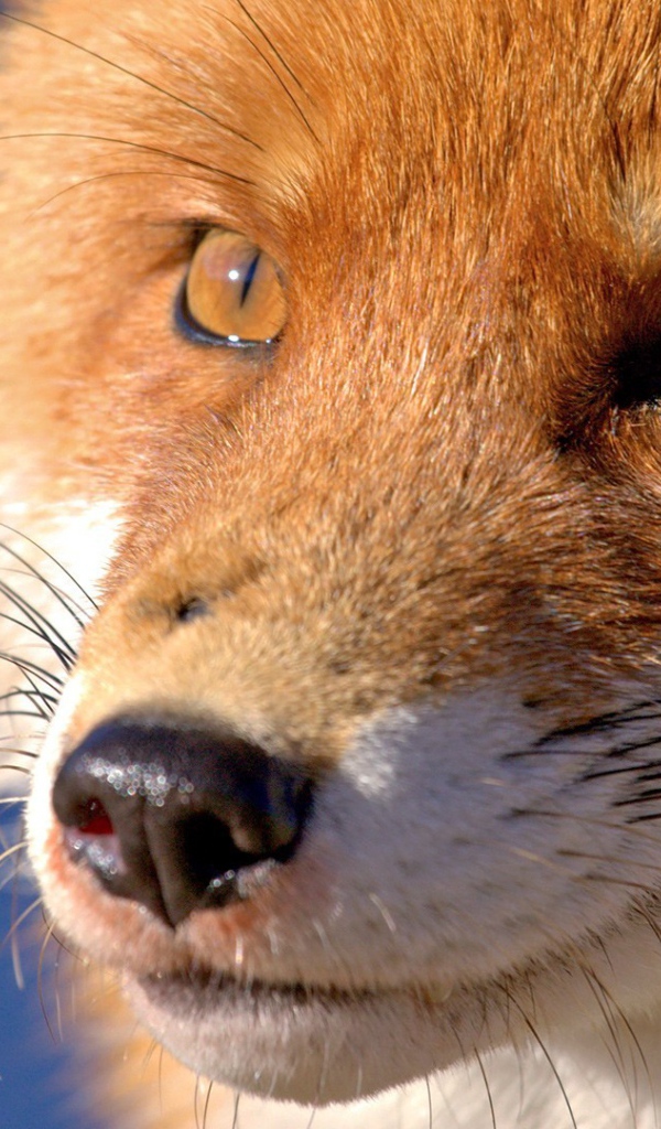 Мордочка лисы, голубой фон