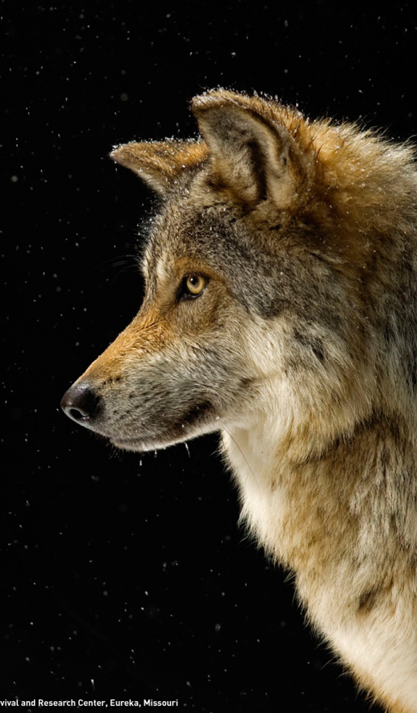 Профиль волка на черном фоне