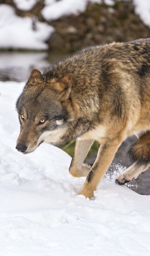 Волк с поджатым хвостом