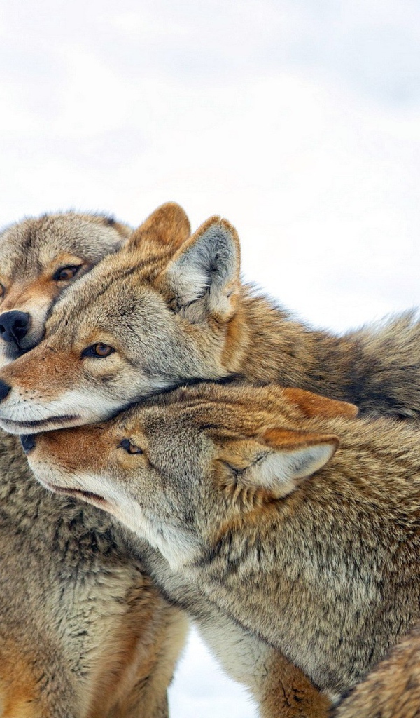 Три дружных волка