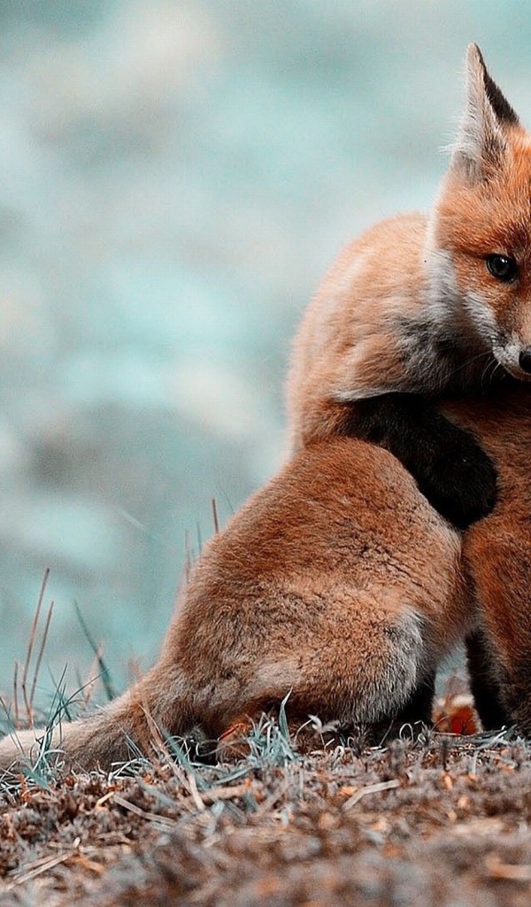 Два милых лисенка