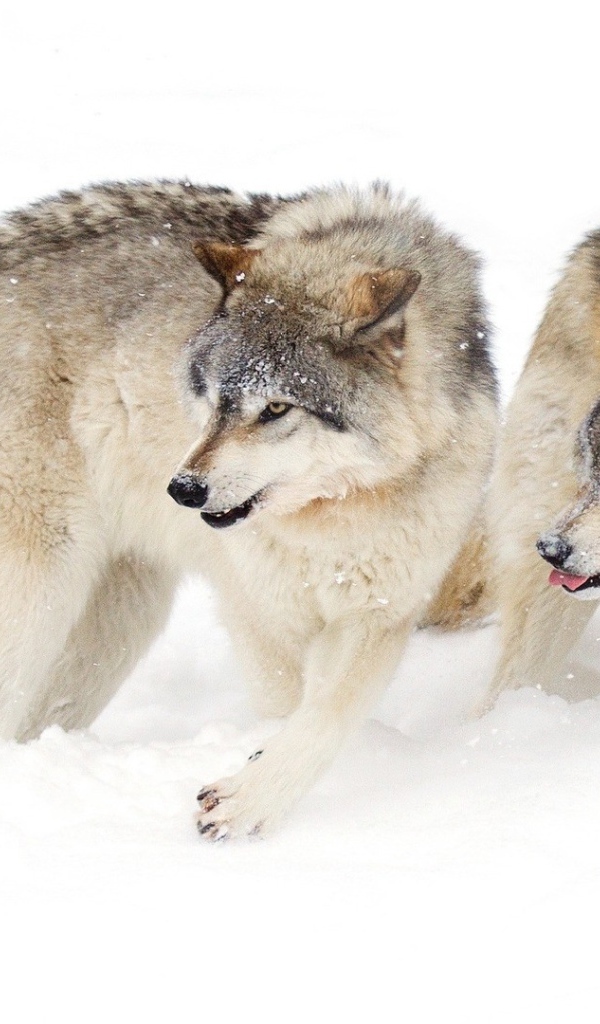 Два голодных волка на снегу