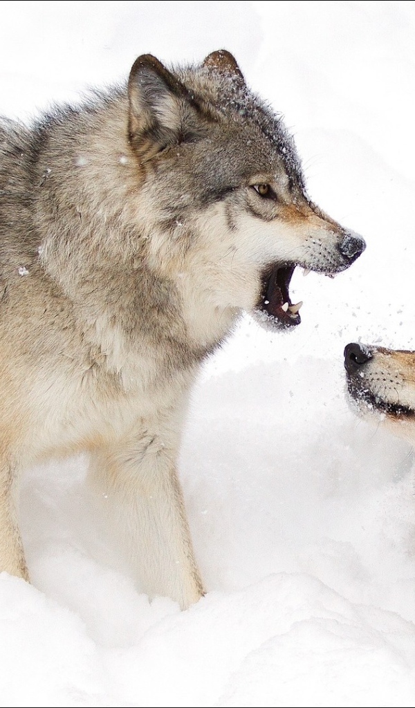 Два волка дерутся в снегу