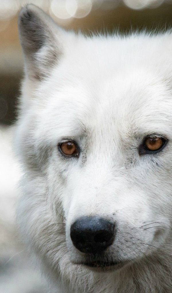 Белый полярный волк